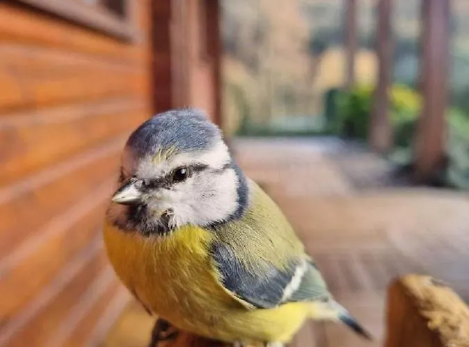 شاليه Le De La Dordogne Climatise